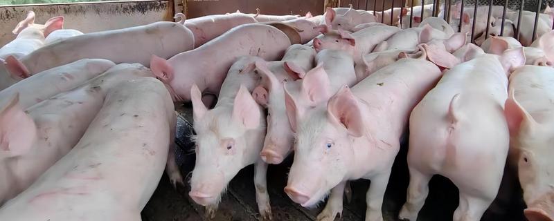 猪流感的症状，体温升高达40℃-41.5℃