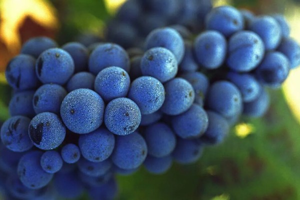 蓝莓葡萄的价格，一斤需要20-30元左右