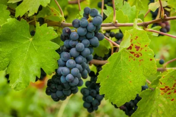 蓝莓葡萄的价格，一斤需要20-30元左右