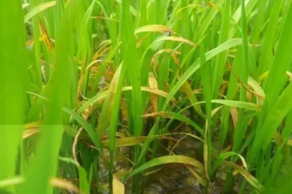水稻叶尖发黄干枯的原因,可能是得了叶尖枯病