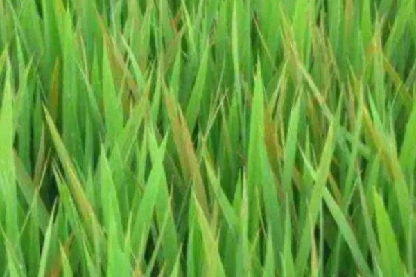 水稻叶尖发黄干枯的原因,可能是得了叶尖枯病