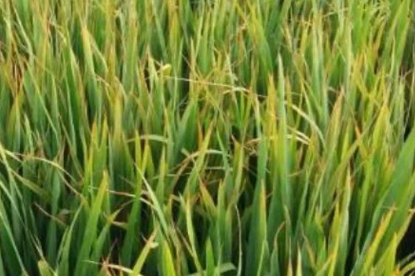 水稻叶尖发黄干枯的原因,可能是得了叶尖枯病