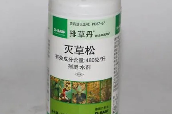 水稻叶尖发黄干枯的原因,可能是得了叶尖枯病