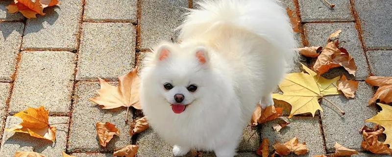 狗狗拉水带血腥味的原因，可能是出血性肠胃炎所致