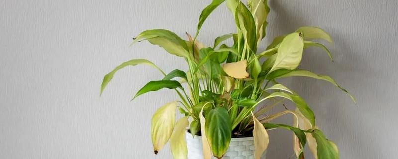 白掌叶尖干枯如何处理，要正确浇水和合理施肥