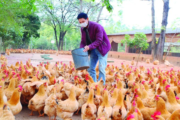 养鸡补贴如何申请，要向当地的农业行政部门申请备案