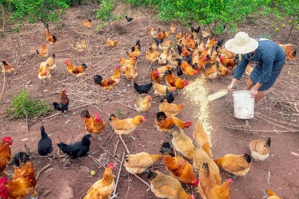 养鸡补贴如何申请，要向当地的农业行政部门申请备案