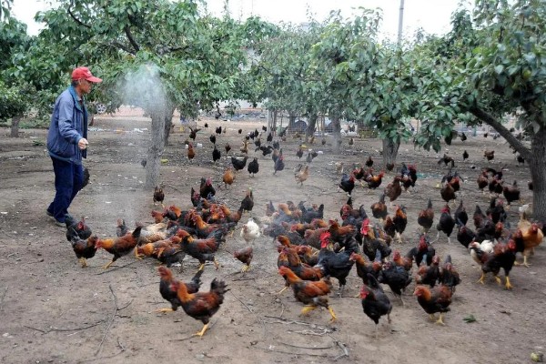 养鸡补贴如何申请，要向当地的农业行政部门申请备案