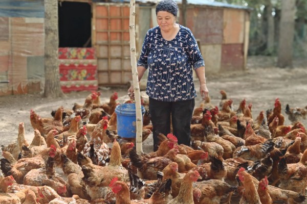 养鸡补贴如何申请，要向当地的农业行政部门申请备案