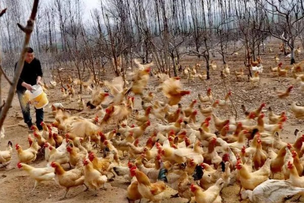 养鸡补贴如何申请，要向当地的农业行政部门申请备案