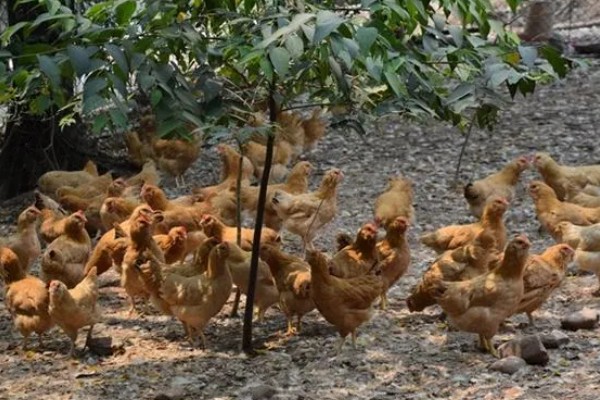 养鸡补贴如何申请，要向当地的农业行政部门申请备案