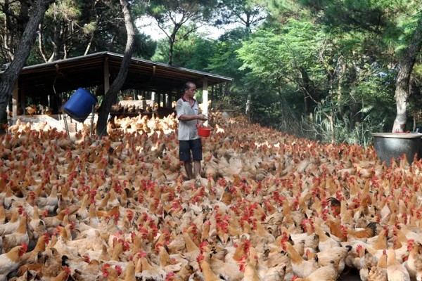 养鸡补贴如何申请，要向当地的农业行政部门申请备案