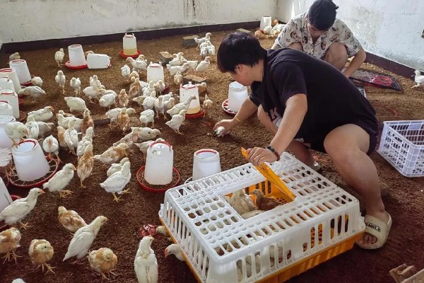 养鸡补贴如何申请，要向当地的农业行政部门申请备案