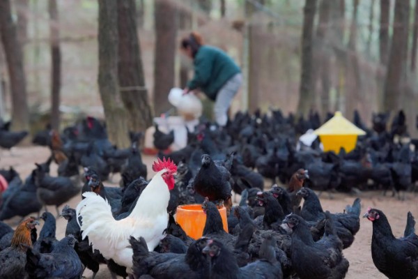 养鸡补贴如何申请，要向当地的农业行政部门申请备案