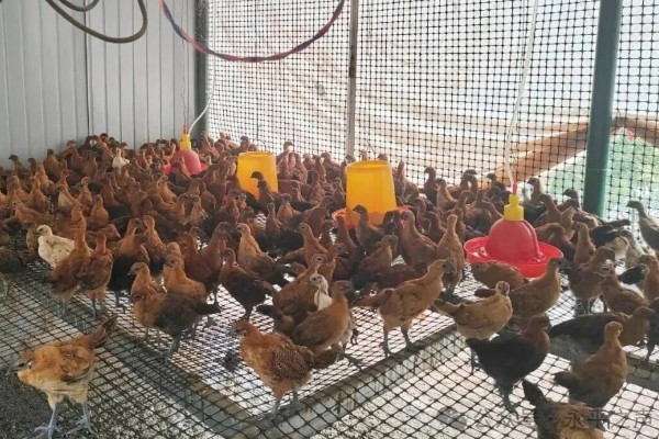 养鸡补贴如何申请，要向当地的农业行政部门申请备案