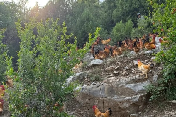 养鸡补贴如何申请，要向当地的农业行政部门申请备案