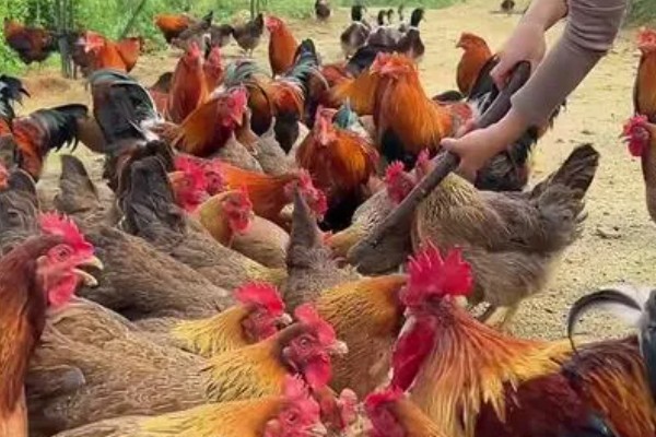 养鸡补贴如何申请，要向当地的农业行政部门申请备案