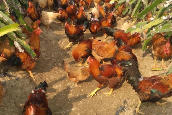 养鸡补贴如何申请，要向当地的农业行政部门申请备案