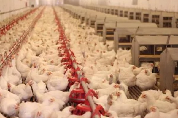 养鸡补贴如何申请，要向当地的农业行政部门申请备案