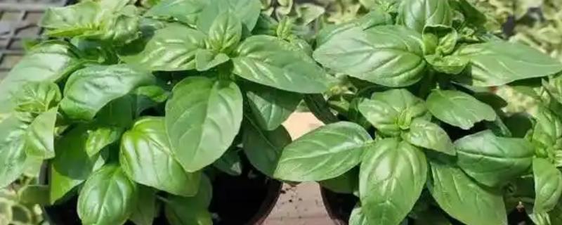 罗勒怎么养殖，生长季节每隔半月追肥一次