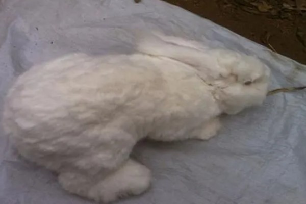 给长毛兔拔毛要注意什么,天气炎热时不能拔毛