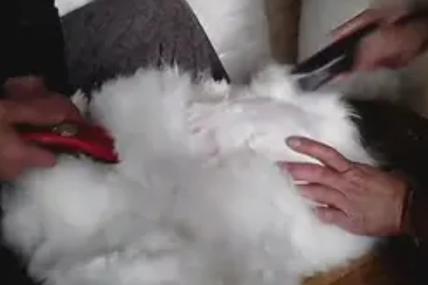 给长毛兔拔毛要注意什么,天气炎热时不能拔毛