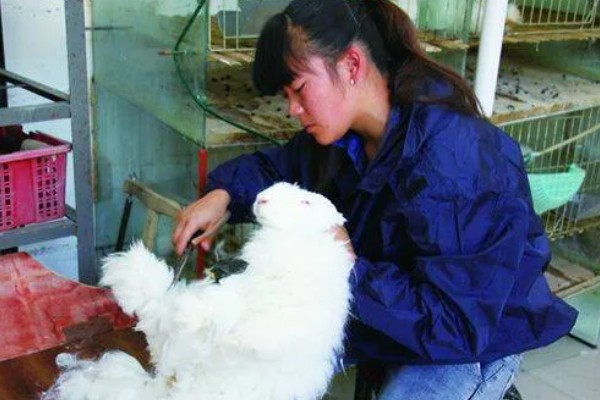给长毛兔拔毛要注意什么,天气炎热时不能拔毛