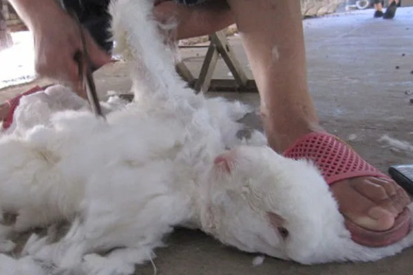 给长毛兔拔毛要注意什么,天气炎热时不能拔毛