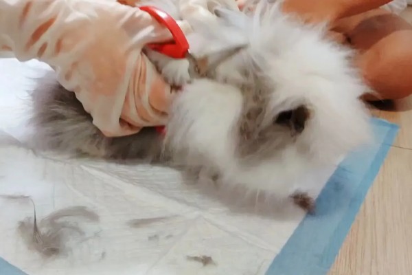 给长毛兔拔毛要注意什么,天气炎热时不能拔毛