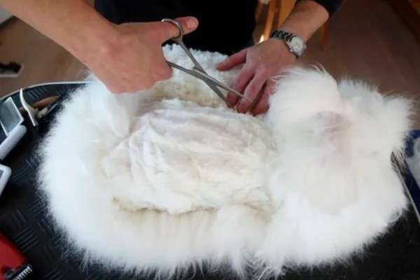 给长毛兔拔毛要注意什么,天气炎热时不能拔毛