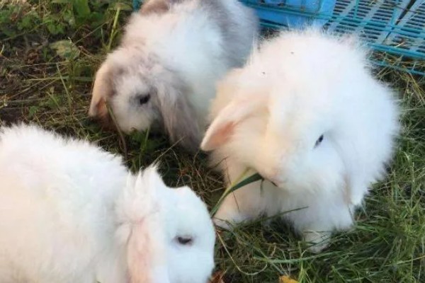 给长毛兔拔毛要注意什么,天气炎热时不能拔毛