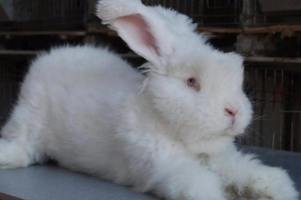 给长毛兔拔毛要注意什么,天气炎热时不能拔毛
