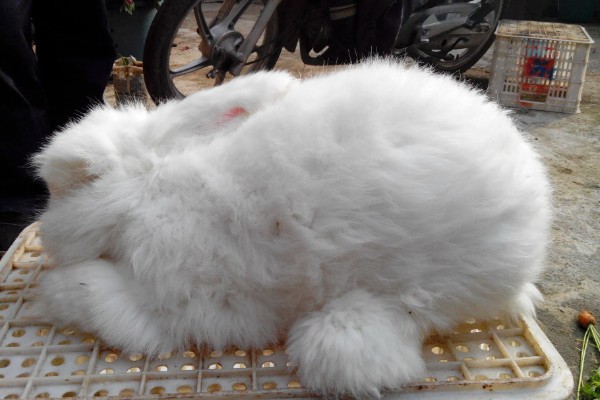 给长毛兔拔毛要注意什么,天气炎热时不能拔毛