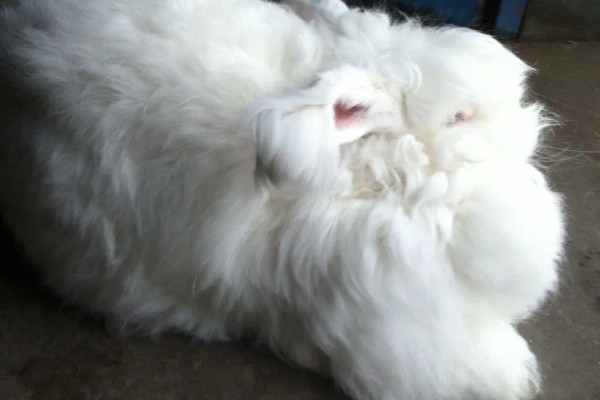 给长毛兔拔毛要注意什么,天气炎热时不能拔毛