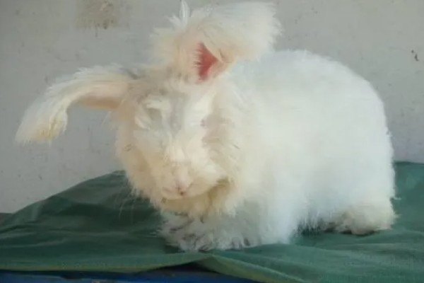 给长毛兔拔毛要注意什么,天气炎热时不能拔毛