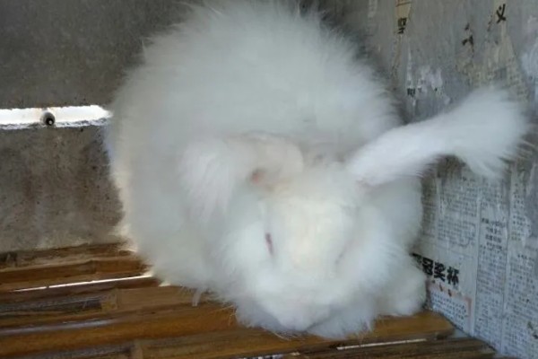 给长毛兔拔毛要注意什么,天气炎热时不能拔毛