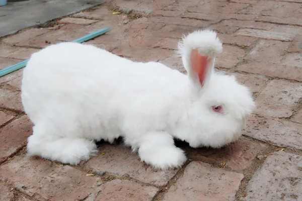 给长毛兔拔毛要注意什么,天气炎热时不能拔毛