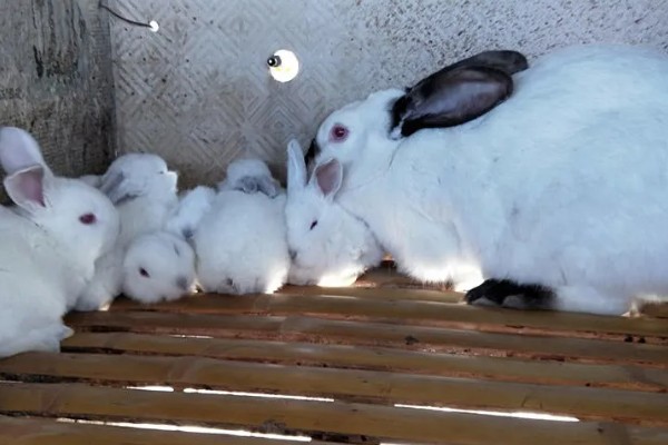 给长毛兔拔毛要注意什么,天气炎热时不能拔毛