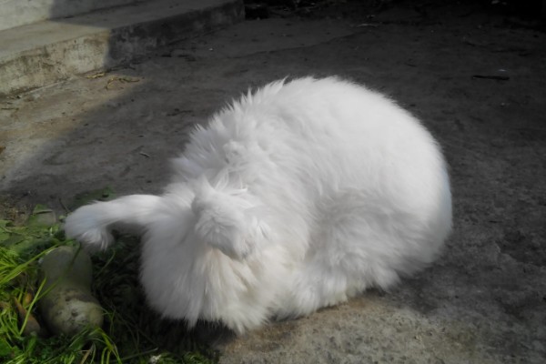 给长毛兔拔毛要注意什么,天气炎热时不能拔毛