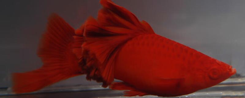 红箭鱼简介，是小型热带淡水鱼类