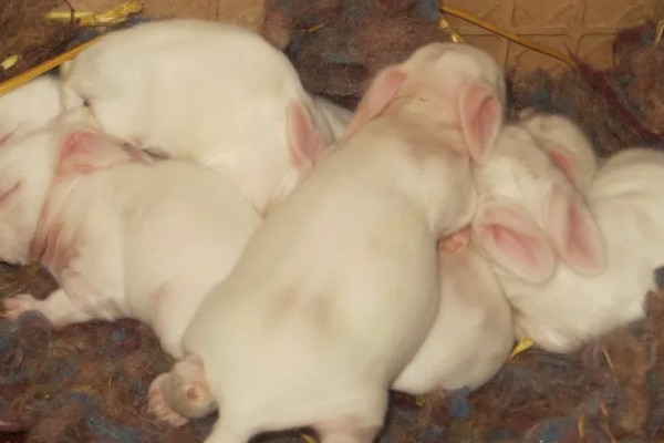 给长毛兔拔毛要注意什么,天气炎热时不能拔毛