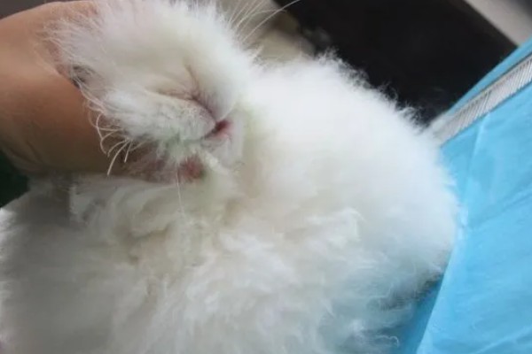 给长毛兔拔毛要注意什么,天气炎热时不能拔毛