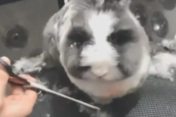 给长毛兔拔毛要注意什么,天气炎热时不能拔毛