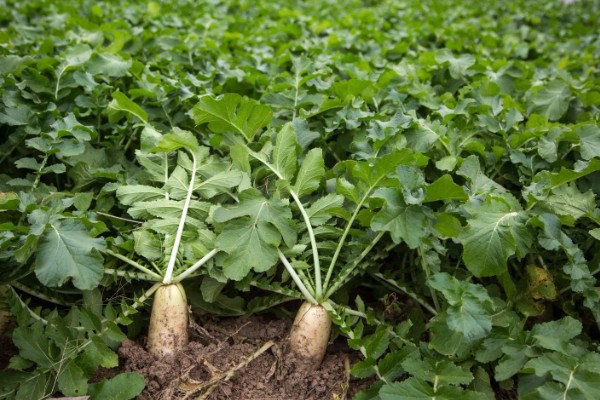 萝卜叶子发黄枯萎的原因，可能是缺乏养分所致