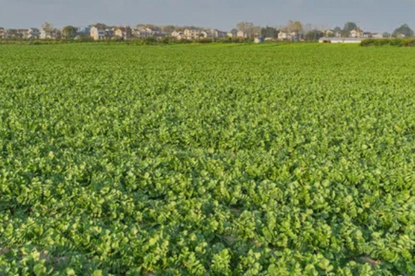 萝卜叶子发黄枯萎的原因，可能是缺乏养分所致