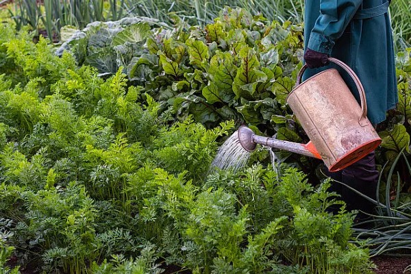 萝卜叶子发黄枯萎的原因，可能是缺乏养分所致