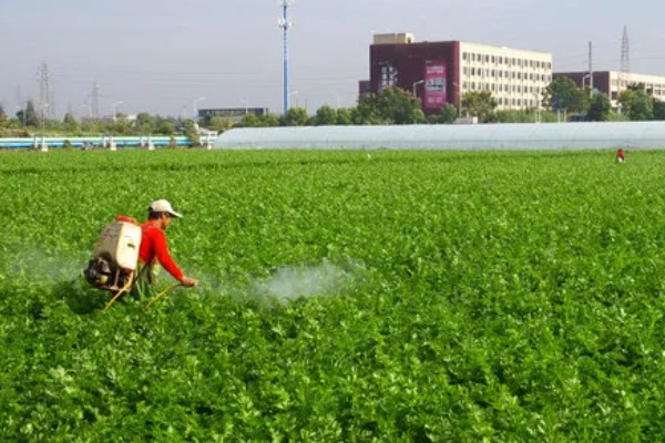 萝卜叶子发黄枯萎的原因，可能是缺乏养分所致