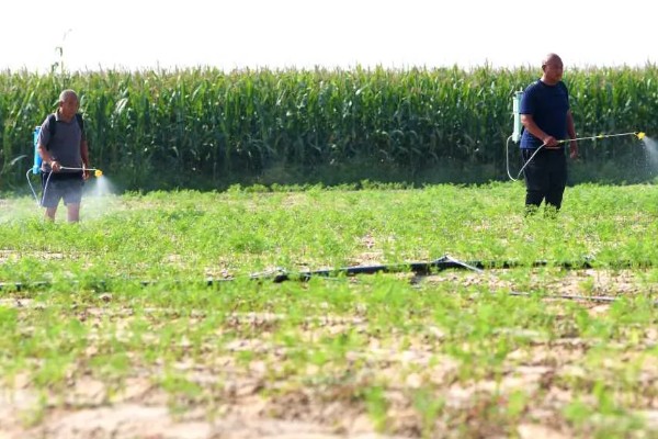 萝卜叶子发黄枯萎的原因，可能是缺乏养分所致