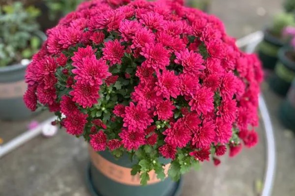 千头菊的养殖方法，及时浇水保持土壤微湿