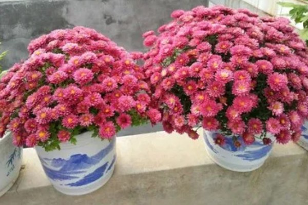 千头菊的养殖方法，及时浇水保持土壤微湿